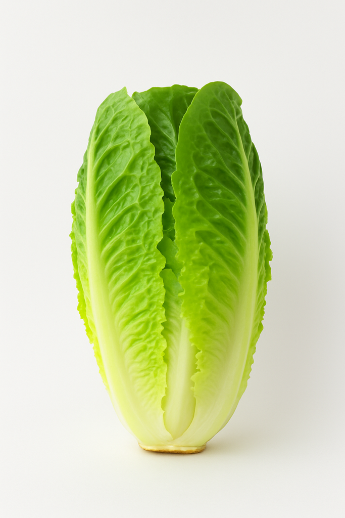 LECHUGA ROMANA MX